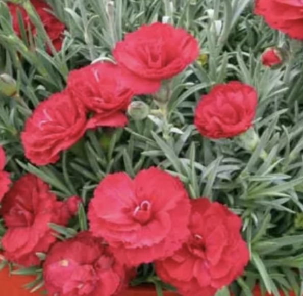 DIANTHUS, EARLY BIRD RADIANCE 3G
