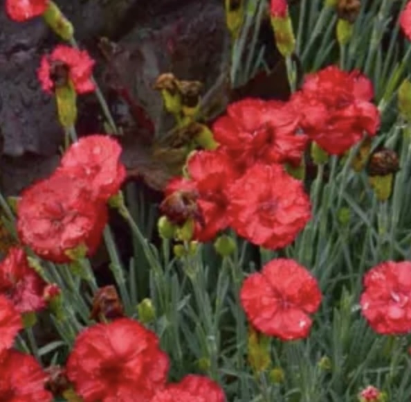 DIANTHUS, FROSTY FIRE 1G