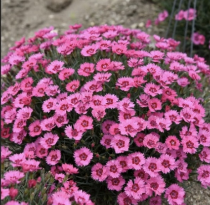 Paint the Town Fancy Dianthus 1G