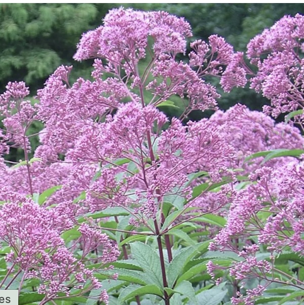 EUPATORIUM, GATEWAY 2G