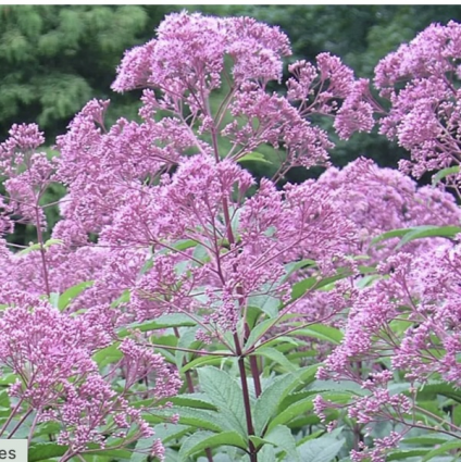 Gateway Eupatorium 2G