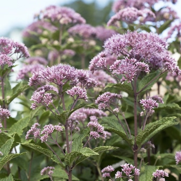 EUPATORIUM, LITTLE JOE 1G