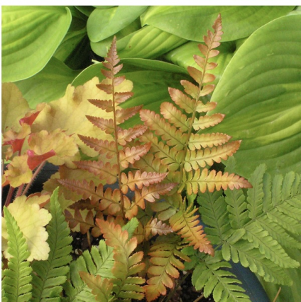 Autumn Brilliance Fern 3G