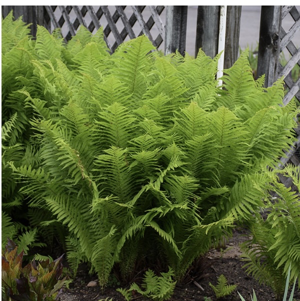 Ostrich Fern 2G