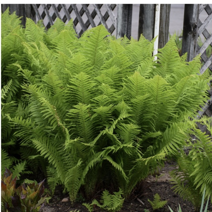 Ostrich Fern 2G