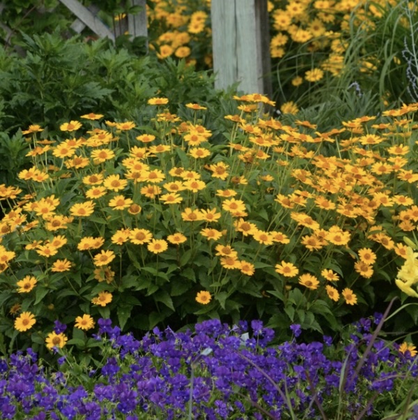 HELIOPSIS, TUSCAN SUN 3G