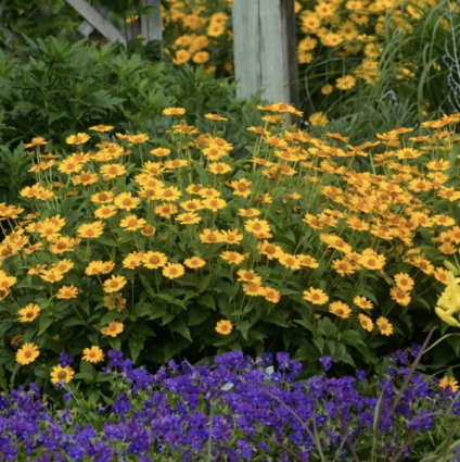 HELIOPSIS, TUSCAN SUN 3G
