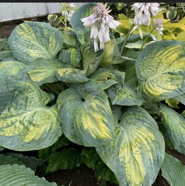 Sound of Music Hosta 2G