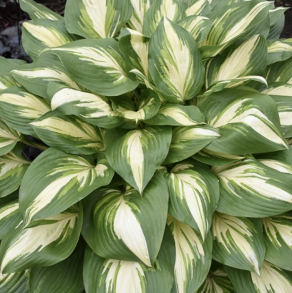 Miss America Hosta 2G