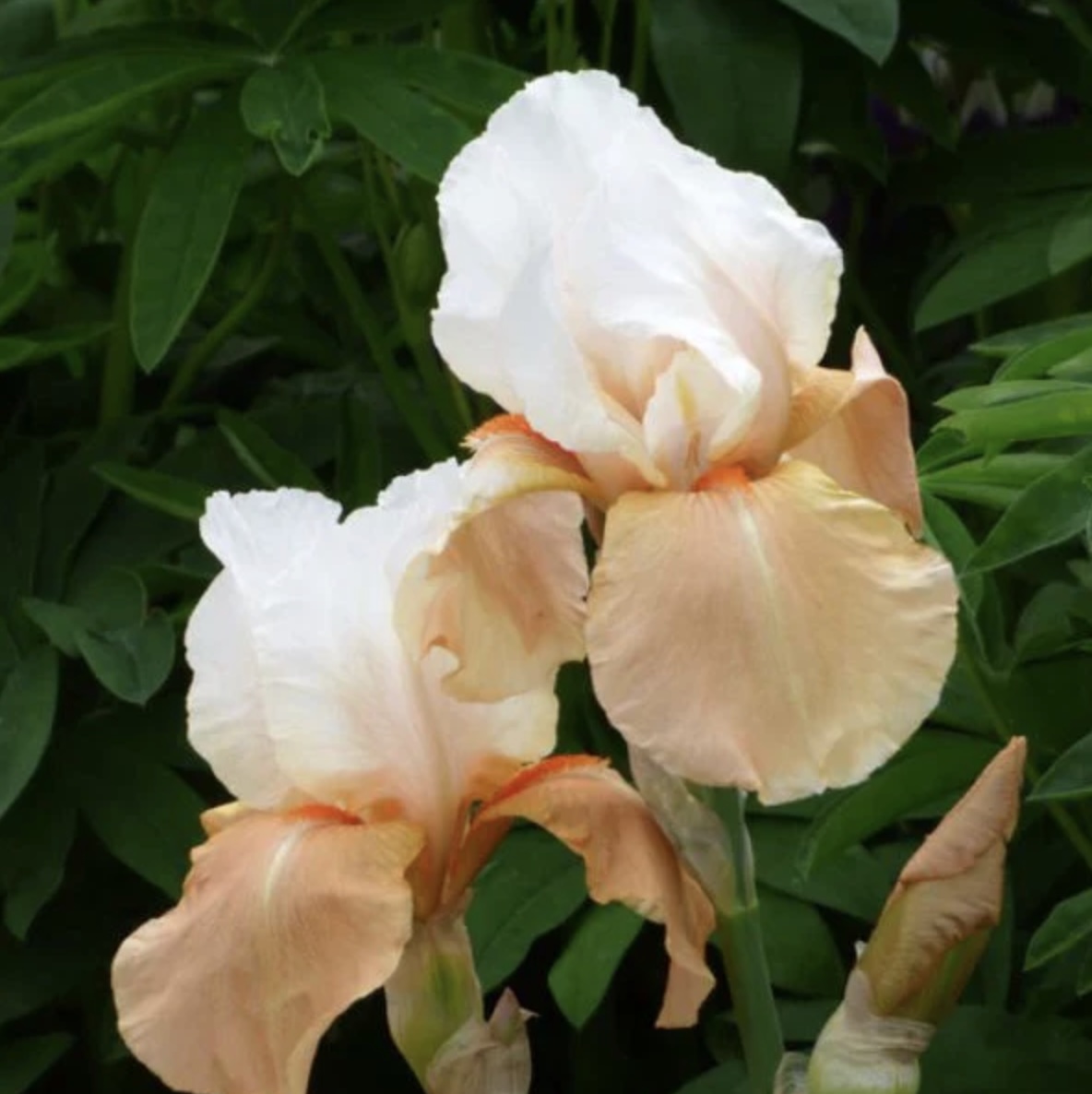 Invitation German Iris 3G