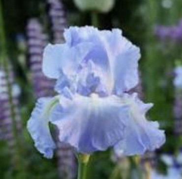 Victoria Falls German Iris 3G