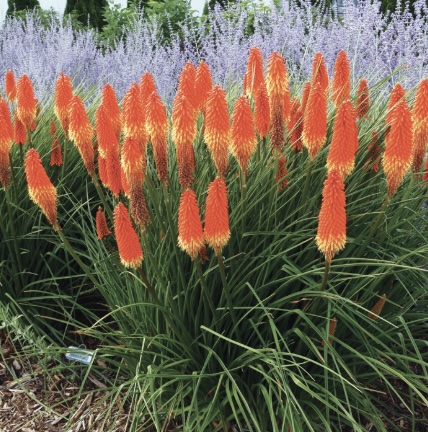 Poker Face Red Hot Poker 3G