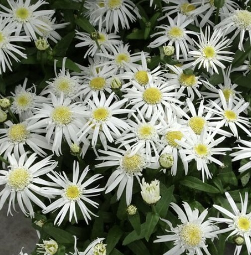 Carpet Angel Daisy 1G