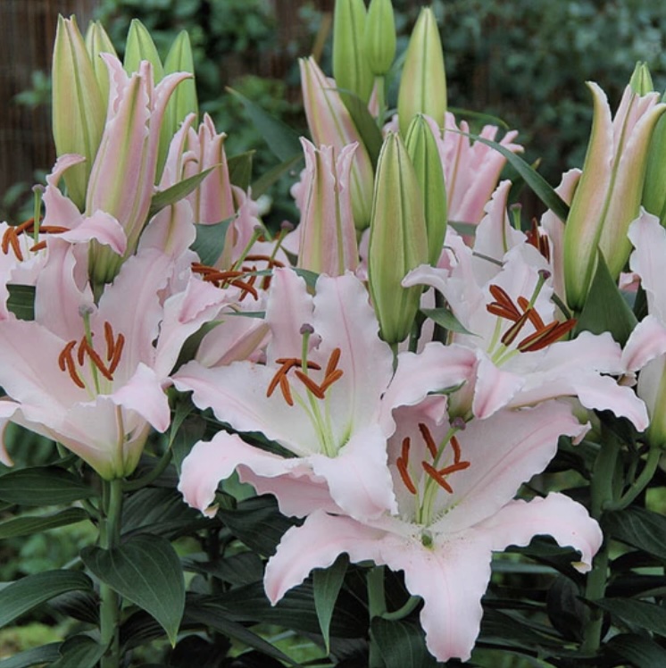 Sunny Bonaire Asiatic Lily 3G