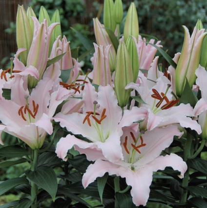 Sunny Bonaire Asiatic Lily 3G