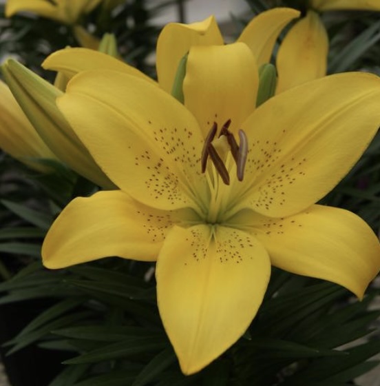 Summer Sun Asiatic Lily 3G