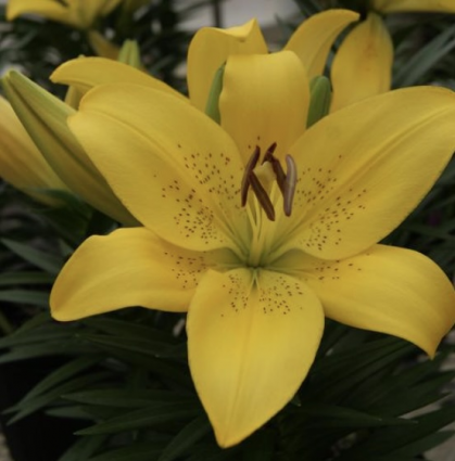 Summer Sun Asiatic Lily 3G
