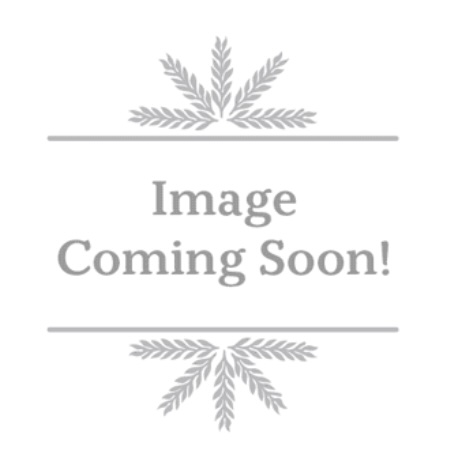 Stargazer Oriental Lily 1G