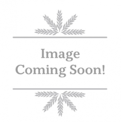 Stargazer Oriental Lily 1G