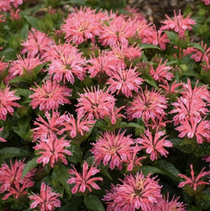 Leading Lady Orchid Monarda 1G