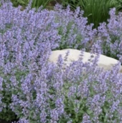 Cat's Meow Nepeta 3G