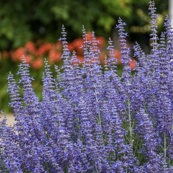 Denim �n Lace Russian Sage 3G