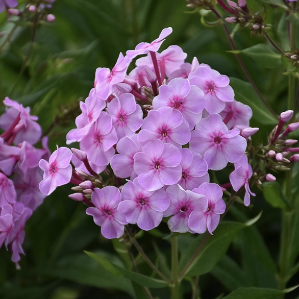 PHLOX-TALL, UPTOWN GIRL 3G