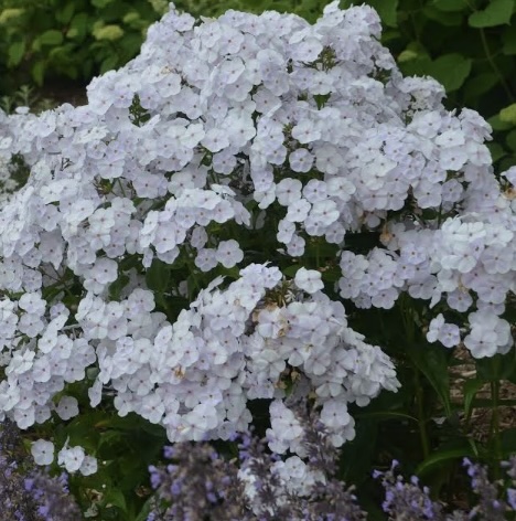 Fashionably Early Crystal Tall Phlox 3G