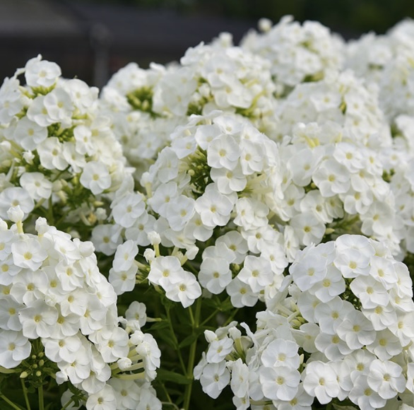 Backlight Tall Phlox 2G
