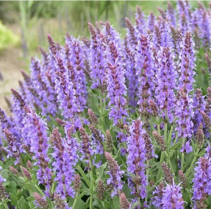 Blue Hills Salvia 3G