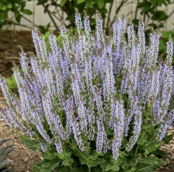 Crystal Blue Salvia 2G