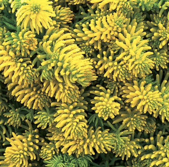 Prima Angelina Sedum 1G
