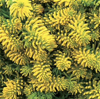Prima Angelina Sedum 1G