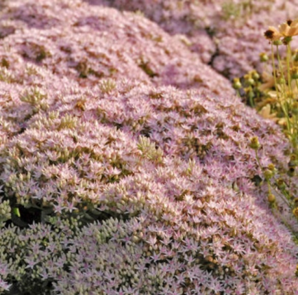 Pure Joy Sedum 2G