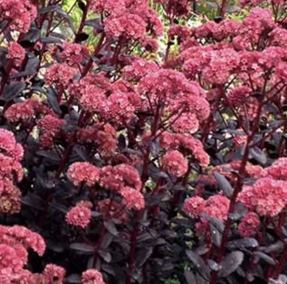 Touchdown Teak Sedum 1G