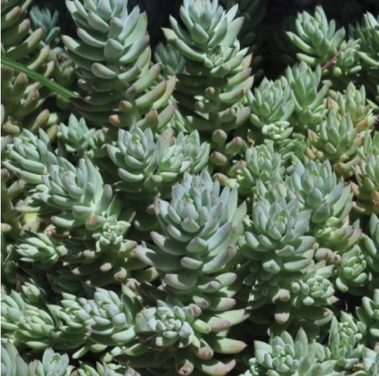 Turquoise Tails Sedum 1G