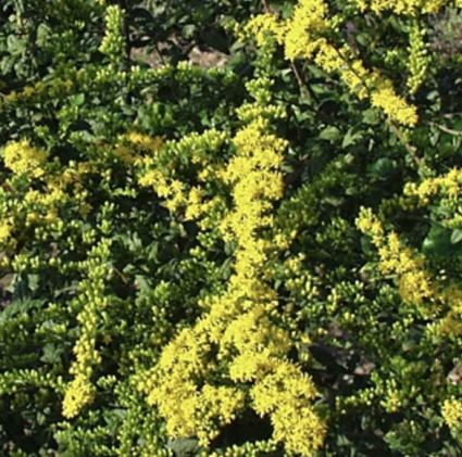 Fireworks Solidago 1G