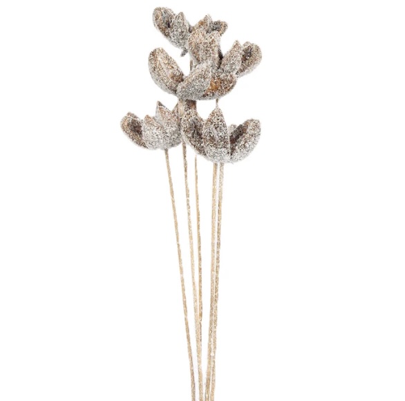 Snow-Dusted Bullet Flower Stem Bundle (5-Stem)