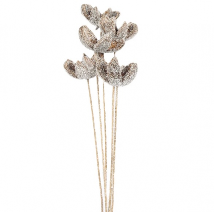 Snow-Dusted Bullet Flower Stem Bundle (5-Stem)