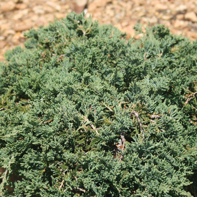 Blue Rug Juniper 3-5G