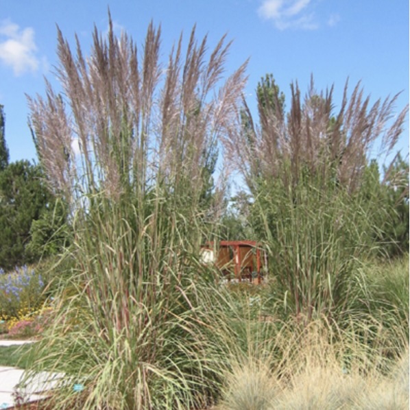 Hardy Pampas Grass 2G