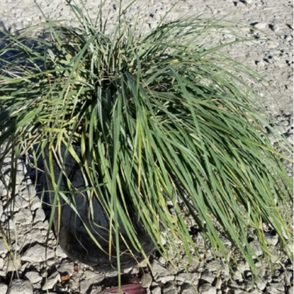 Blue Zinger Grass 1G