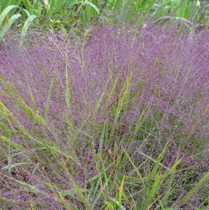 Purple Love Grass 1G