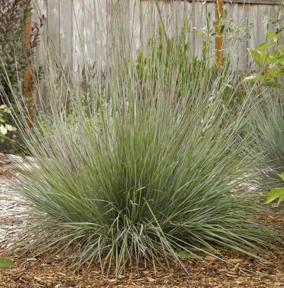 Blue Heaven Grass 1G