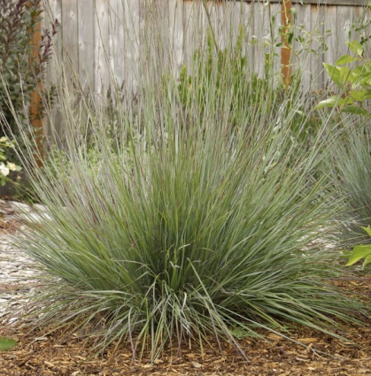 Blue Heaven Grass 1G