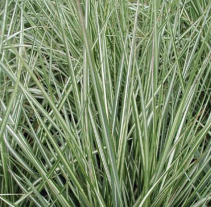Avalanche Feather Reed Grass 5G