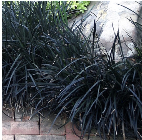 Black Mondo Grass 1G