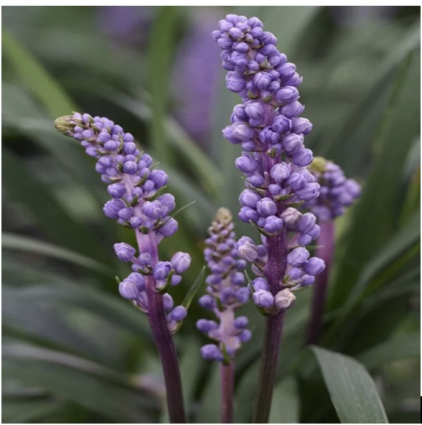 Royal Purple Liriope 1G