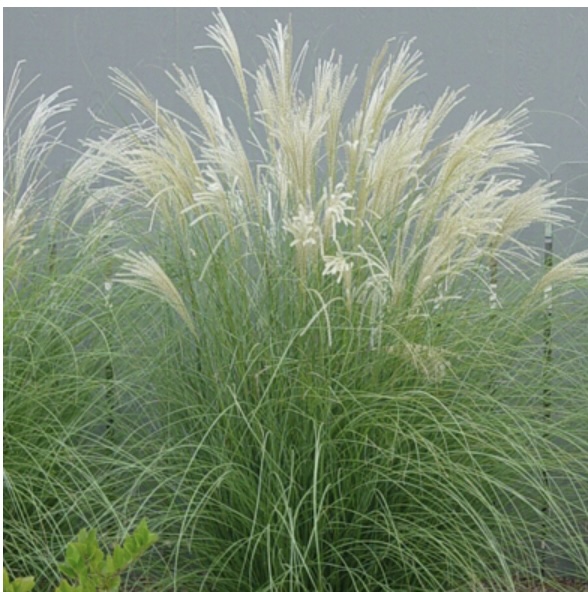 Adagio Dwarf Silver Maiden Grass 1G