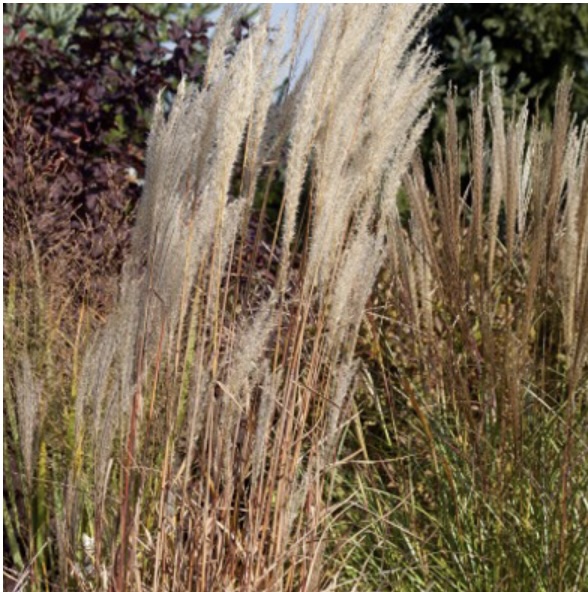 Flame Maiden Grass 1G